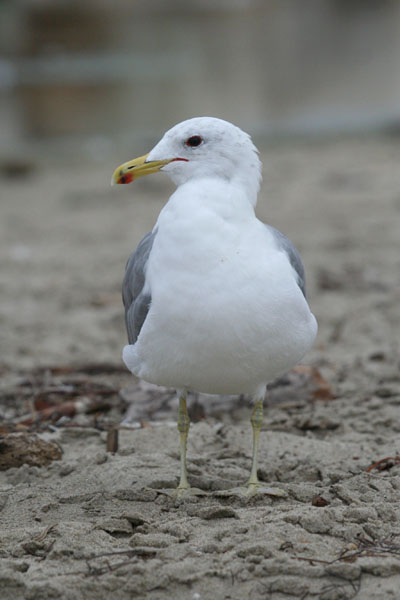 Californian Gull